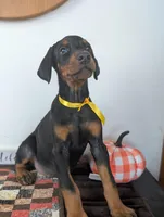 Yellow collar, a female Doberman Pinscher for sale in Aurora, NE – Photo 2 of 4