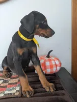 Yellow collar, a female Doberman Pinscher for sale in Aurora, NE – Photo 3 of 4