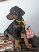Yellow collar, a female Doberman Pinscher for sale in Aurora, NE – Photo 4 of 4