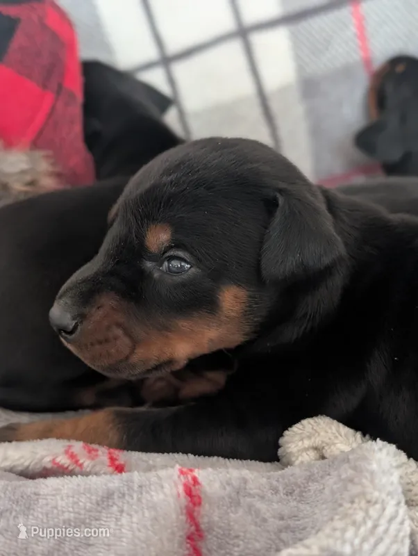 European bloodlines , a female Doberman Pinscher for sale in Aurora, NE – Photo 1 of 3