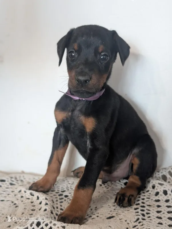 European bloodlines Nebraska, a male Doberman Pinscher for sale in Aurora, NE – Photo 1 of 6