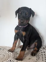 European bloodlines Nebraska, a male Doberman Pinscher for sale in Aurora, NE – Photo 1 of 6