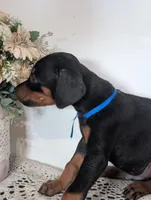 European bloodlines Nebraska, a male Doberman Pinscher for sale in Aurora, NE – Photo 2 of 6