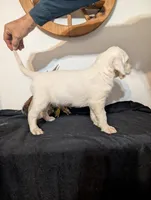 processed/28b030d8-ad02-448a-b1e1-aa4f503c8c03/listing/f6714945-1867-430f-9096-ec98cf9aef6c/616e5ab7-ee7c-46c0-9596-aa09ac612643