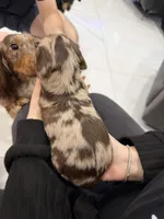 Sylvie, a female Miniature Dachshund for sale in Hialeah, FL – 5 of 5