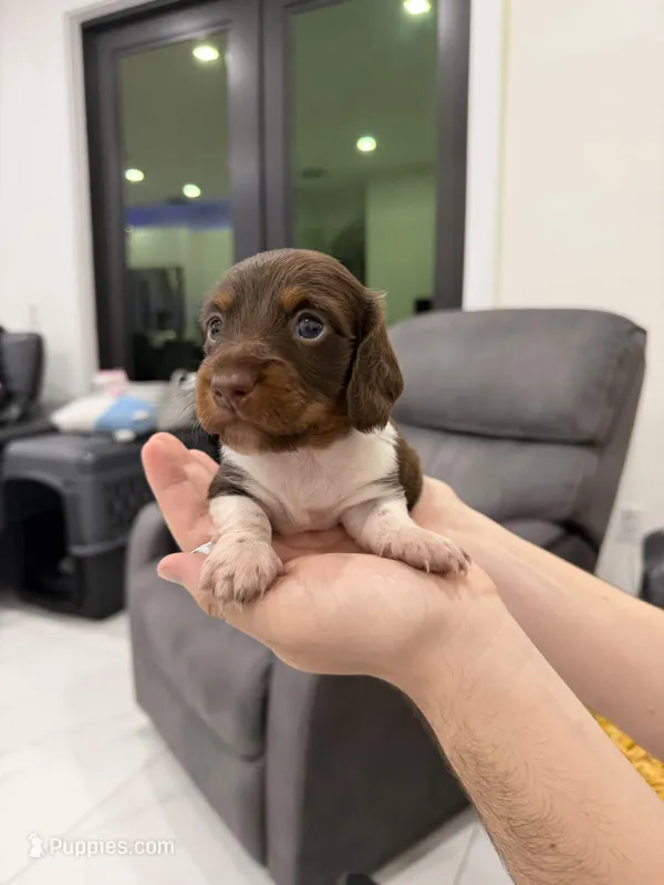 Kipper – Miniature Dachshund puppy for sale in Hialeah, FL