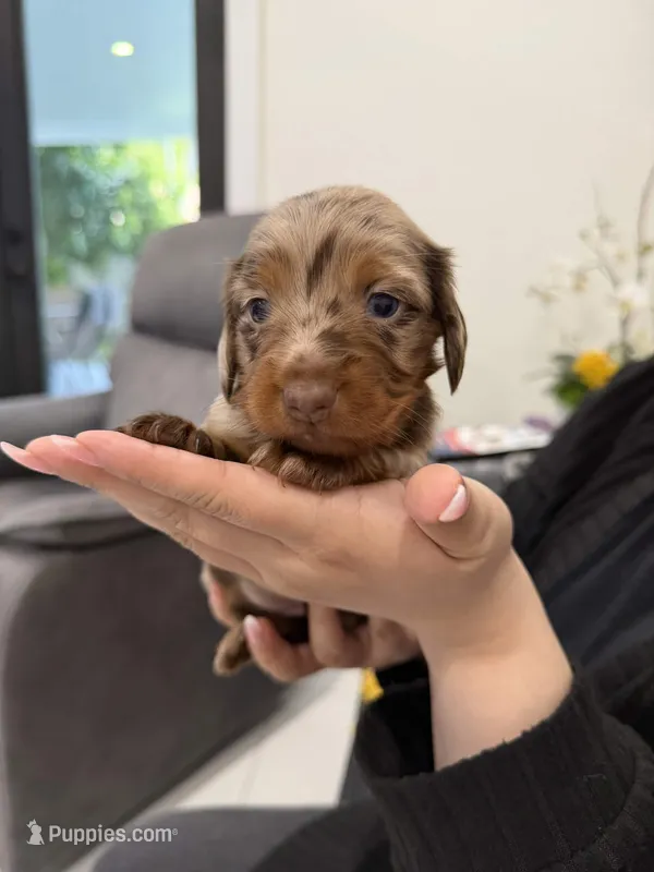 Sylvie, a female Miniature Dachshund for sale in Hialeah, FL – 1 of 5