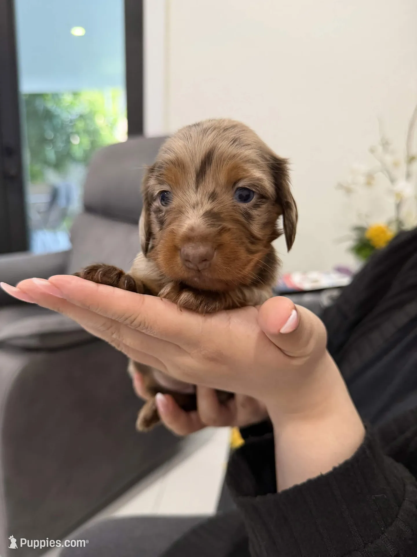 Sylvie, a female Miniature Dachshund for sale in Hialeah, FL – 1 of 5