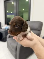 Kipper, a male Miniature Dachshund for sale in Hialeah, FL – 3 of 6