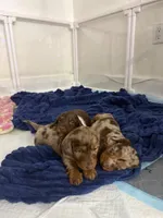 Sylvie, a female Miniature Dachshund for sale in Hialeah, FL – 4 of 5