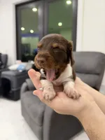 Kipper, a male Miniature Dachshund for sale in Hialeah, FL – 4 of 6