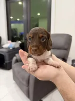 Kipper, a male Miniature Dachshund for sale in Hialeah, FL – 2 of 6
