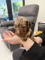 Sylvie, a female Miniature Dachshund for sale in Hialeah, FL – 2 of 5