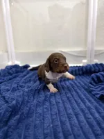 Kipper, a male Miniature Dachshund for sale in Hialeah, FL – 5 of 6