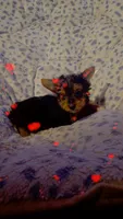 Reeses, a male Yorkshire Terrier for sale in Roswell, GA – Photo 4 of 5