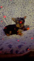 Reeses, a male Yorkshire Terrier for sale in Roswell, GA – Photo 2 of 5