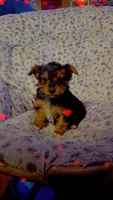 Reeses, a male Yorkshire Terrier for sale in Roswell, GA – Photo 1 of 5