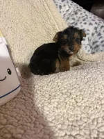 Reeses, a male Yorkshire Terrier for sale in Roswell, GA – Photo 5 of 5