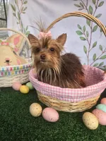 Pebbles, a female Yorkshire Terrier for sale in Roswell, GA – Photo 1 of 8
