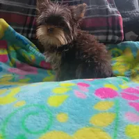 Pebbles, a female Yorkshire Terrier for sale in Roswell, GA – Photo 6 of 6