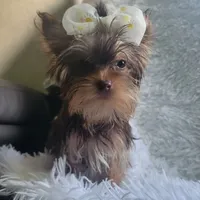 Pebbles, a female Yorkshire Terrier for sale in Roswell, GA – Photo 1 of 6