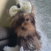 Pebbles, a female Yorkshire Terrier for sale in Roswell, GA – Photo 4 of 6