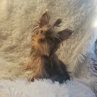Pebbles, a female Yorkshire Terrier for sale in Roswell, GA – Photo 3 of 6