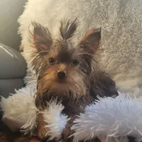 Pebbles, a female Yorkshire Terrier for sale in Roswell, GA – Photo 2 of 6