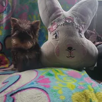 Pebbles, a female Yorkshire Terrier for sale in Roswell, GA – Photo 5 of 6