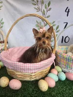 Pebbles, a female Yorkshire Terrier for sale in Roswell, GA – Photo 6 of 8