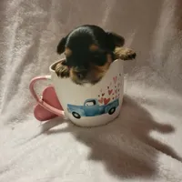 Munchkin (AKC), a male Yorkshire Terrier for sale in Roswell, GA – Photo 4 of 5