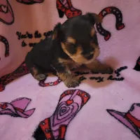 Munchkin (AKC), a male Yorkshire Terrier for sale in Roswell, GA – Photo 2 of 5