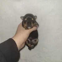 Munchkin (AKC), a male Yorkshire Terrier for sale in Roswell, GA – Photo 5 of 5