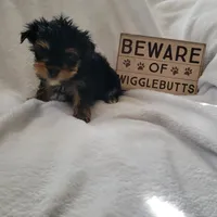 Munchkin (AKC), a male Yorkshire Terrier for sale in Roswell, GA – Photo 1 of 5