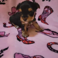 Munchkin (AKC), a male Yorkshire Terrier for sale in Roswell, GA – Photo 3 of 5