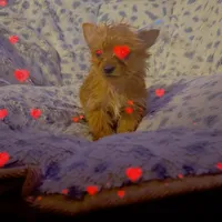 Sweetpea , a female Yorkshire Terrier for sale in Roswell, GA – Photo 2 of 4