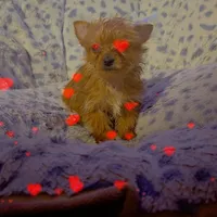 Sweetpea , a female Yorkshire Terrier for sale in Roswell, GA – Photo 1 of 4