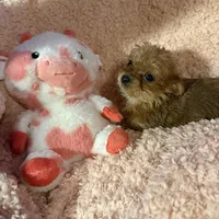 Sweetpea , a female Yorkshire Terrier for sale in Roswell, GA – Photo 4 of 4