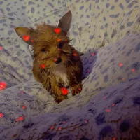 Milky way , a male Yorkshire Terrier for sale in Roswell, GA – Photo 1 of 2