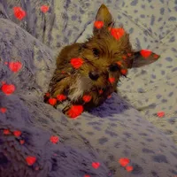 Milky way , a male Yorkshire Terrier for sale in Roswell, GA – Photo 2 of 2