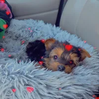 Snickers , a male Yorkshire Terrier for sale in Roswell, GA – Photo 4 of 4