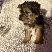 Snickers , a male Yorkshire Terrier for sale in Roswell, GA – Photo 2 of 4