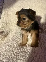 Snickers , a male Yorkshire Terrier for sale in Roswell, GA – Photo 2 of 4