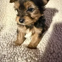 Snickers , a male Yorkshire Terrier for sale in Roswell, GA – Photo 1 of 4