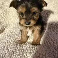 Snickers , a male Yorkshire Terrier for sale in Roswell, GA – Photo 3 of 4