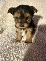 Snickers , a male Yorkshire Terrier for sale in Roswell, GA – Photo 3 of 4
