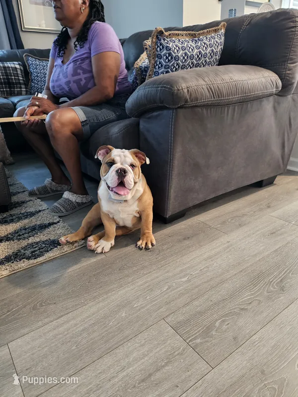 Winston – English Bulldog puppy for sale in Angier, NC