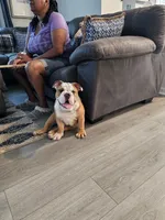 Winston, a male English Bulldog for sale in Angier, NC – 1 of 4