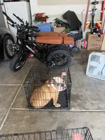 Winston, a male English Bulldog for sale in Angier, NC – 4 of 4