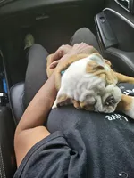 Winston, a male English Bulldog for sale in Angier, NC – 2 of 4